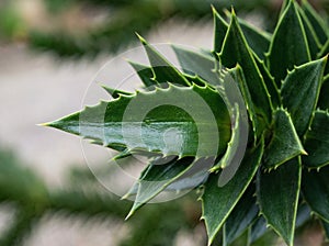 Close-Up Of Monkey Puzzle Tree Leaf