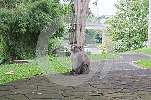 Close-up monkey select focus, Asian monkeys out focus