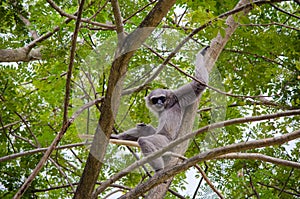 Close-up monkey sitting on a tree and holding branches