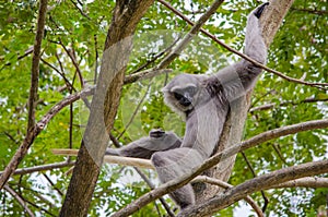 Close-up monkey sitting on a tree and holding branches