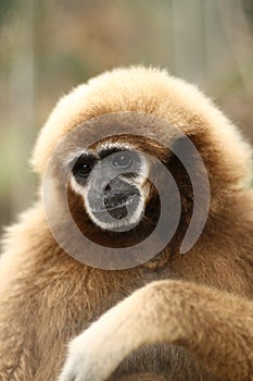 Close-up of monkey in Thailand