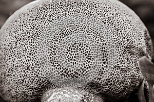 Close-up monochrome image of underside of wild mushroom. photo