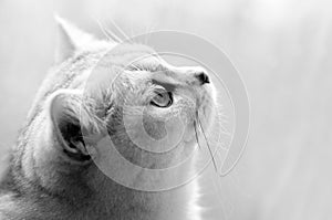 Close up monochrome shot of a British cat
