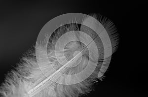 Close-up in monochrome of a white delicate feather, against a dark background. The feather is from a young bird, a pigeon