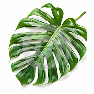 A close-up of a monstera leaf showing detailed texture and fenestrations, isolated on white photo