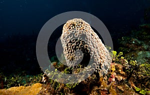 Close-up of a Montastraea underwater photo