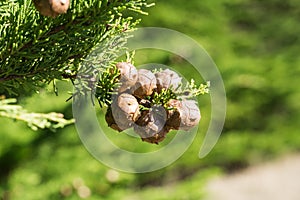 Close up of Monterey Cypress trees Cupressus macrocarpa cones, California