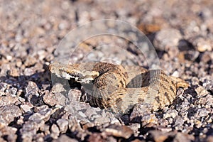 Close up of Montivipera albicornuta mountain viper