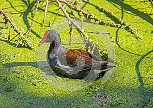 Close-up of Moorhen Eating Algae in Pond, Florida Botanical Garden, Largo,  Florida #2