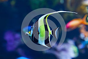 Close-up a Moorish Idol, tropical fish in aquarium