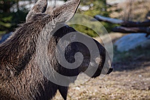 Close up of a moose in forest