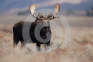 Close up Moose in Grand Teton National Park photo