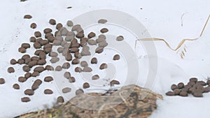 Close up of moose poops lie on the snow in the spring forest.