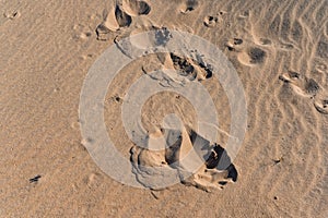 Close up of moose trail left in sand