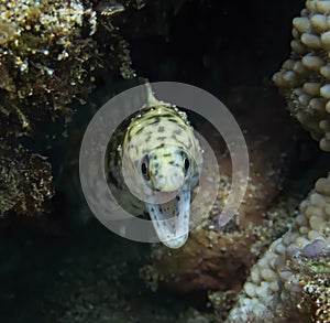 Close Up Moray Eel Face Underwater in Hawaii