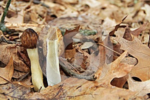 Close-up of Morel Mushrooms in the Wild photo