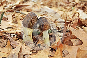 Close-up of Morel Mushrooms in the Wild photo