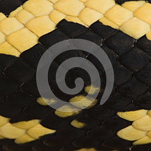 Close-up of Morelia spilota variegata snake scales