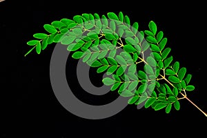 Close up of Moringa leaves isolated on black background. Moringa Oleifera tea leaves on branches with negative space for text and