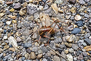 Close up of a Mormon cricket in the wild on a gravel surface