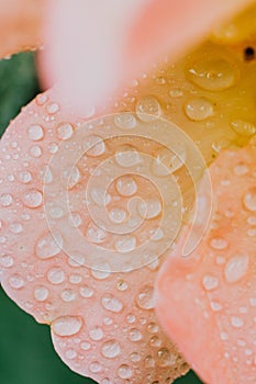 Close up of morning dew above the leaves of a pink rose.