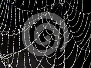 Close up of dew drops on white spider web against black background