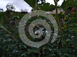 close-up of morning dew on leaves