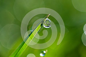 Close-up of morning dew or raindrops on green grass, background with bokeh and blur.