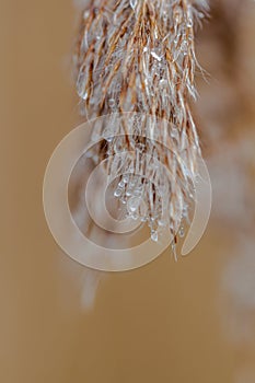 Close up of a Morning dew on reed in Kelchterhoef, Limburg, Belgium