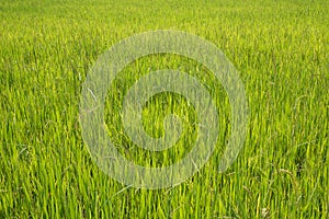 Close up of morning dew on rice field