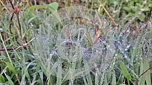 close up of morning dew on spider webs on the grass