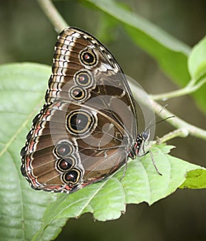 A Close Up of a Morpho Butterfly