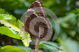 Close-up of Morpho helenor butterfly perched on a leafy green plant photo