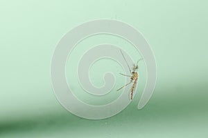 Close up mosquito on green glass in thailand
