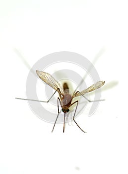 Close-up Mosquito isolated on white background, Zika Virus