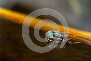 Close-up of Mosquito moulting on the surface of the water