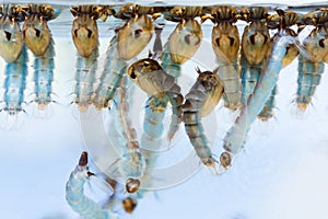 Mosquito pupae and larvae