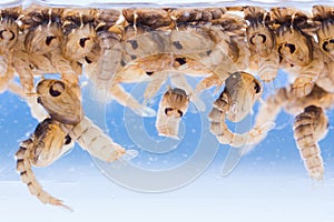 Mosquito pupae