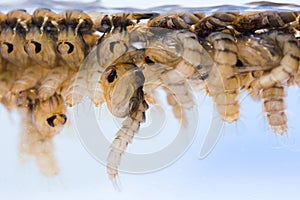 Mosquito pupae photo