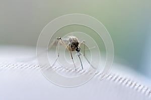 Close up of mosquito photo