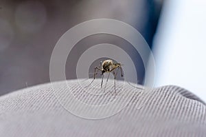Close up of mosquito photo