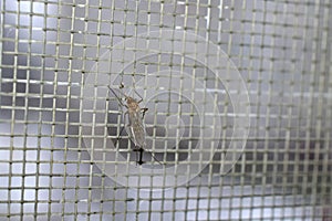 Close-up of a mosquito sitting on a mosquito net.