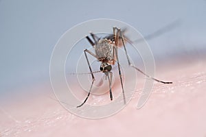 Close up of Mosquito sucking blood. Zika virus, yellow fever or malaria infected Mosquito insect on human skin.