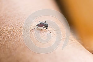 Close up a Mosquito sucking human blood