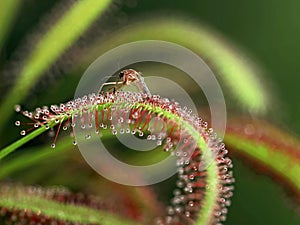 close up of a mosquito trapped on the leaf of a carnivorous sundew plant, Drosera capensis