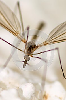 Close up of a mosquitoe on a wall. Macro photography