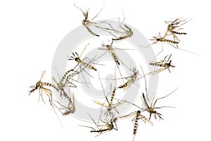 Close up Mosquitoes isolated photo