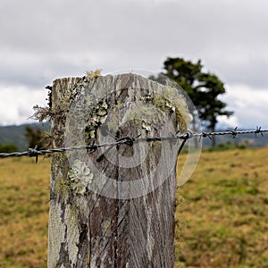 Moss Covered Fence Post