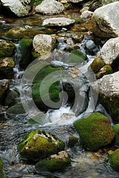 Close Up of Moss Covered Rocks with Spring Creek Flowing Over Them