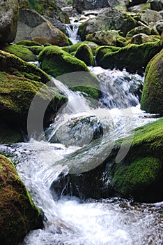 Close Up of Moss Covered Rocks with Spring Creek Flowing Over Them